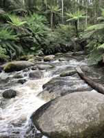 A serene forest setting with a gentle stream flowing over smooth rocks, surrounded by lush greenery and tall ferns. The water creates a soothing atmosphere as it cascades through the natural landscape.