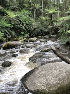 A serene forest setting with a gentle stream flowing over smooth rocks, surrounded by lush greenery and tall ferns. The water creates a soothing atmosphere as it cascades through the natural landscape.