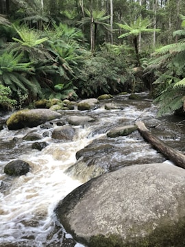 A serene animal shelter where therapeutic soundscapes are played.
