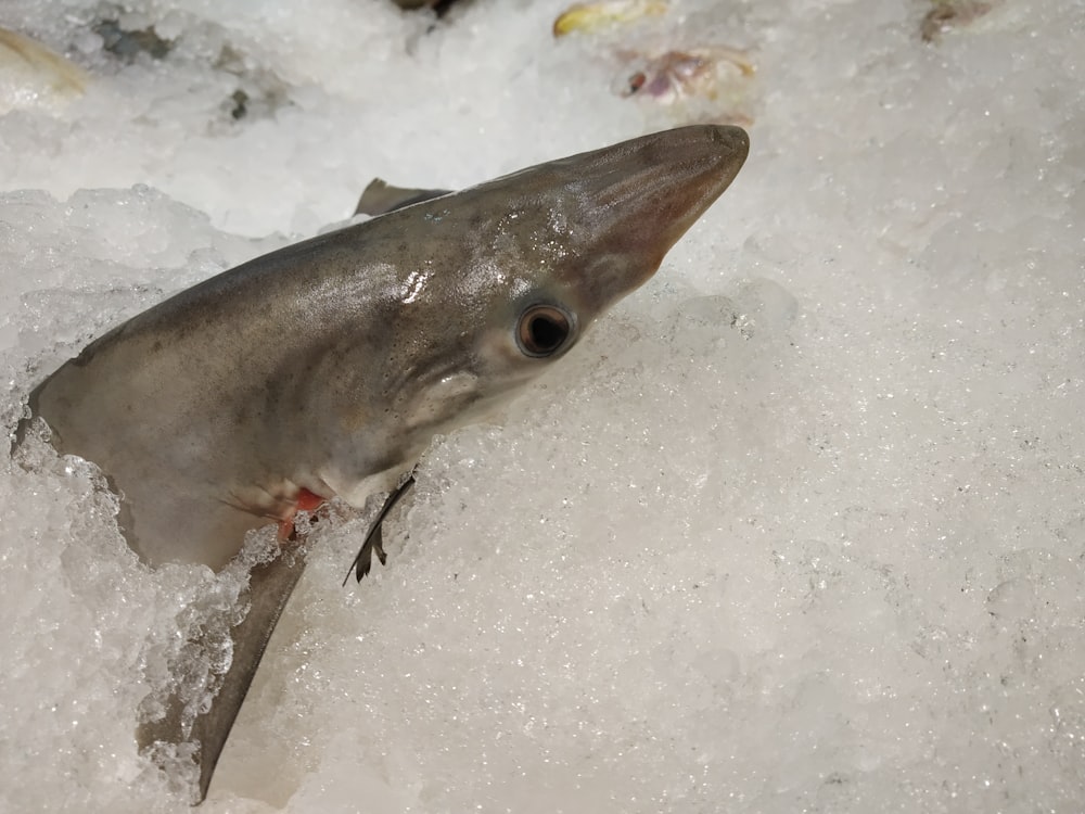 gray fish on ice