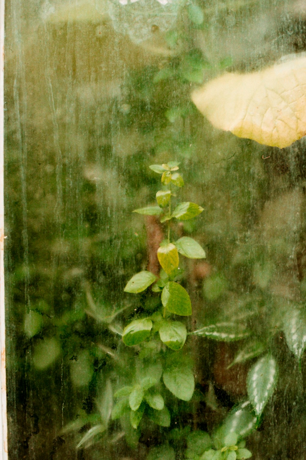 green-leafed plant near clear glass window with water droplets