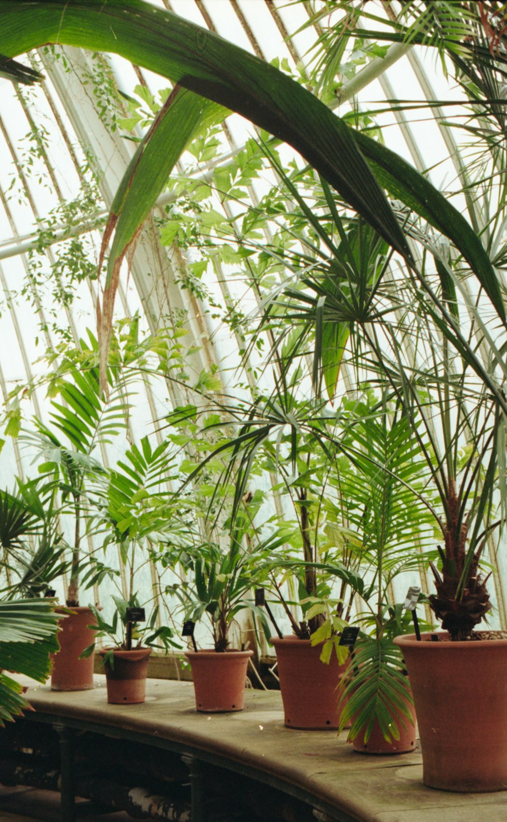 green plants in brown pots