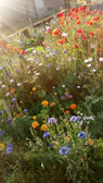 Nancy smiling warmly in a sunlit desert garden surrounded by blooming wildflowers.