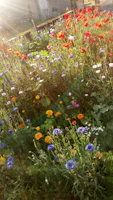 A colorful garden bursting with wildflowers and fluttering butterflies.