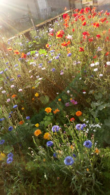 Nancy smiling warmly in a sunlit desert garden surrounded by blooming wildflowers.