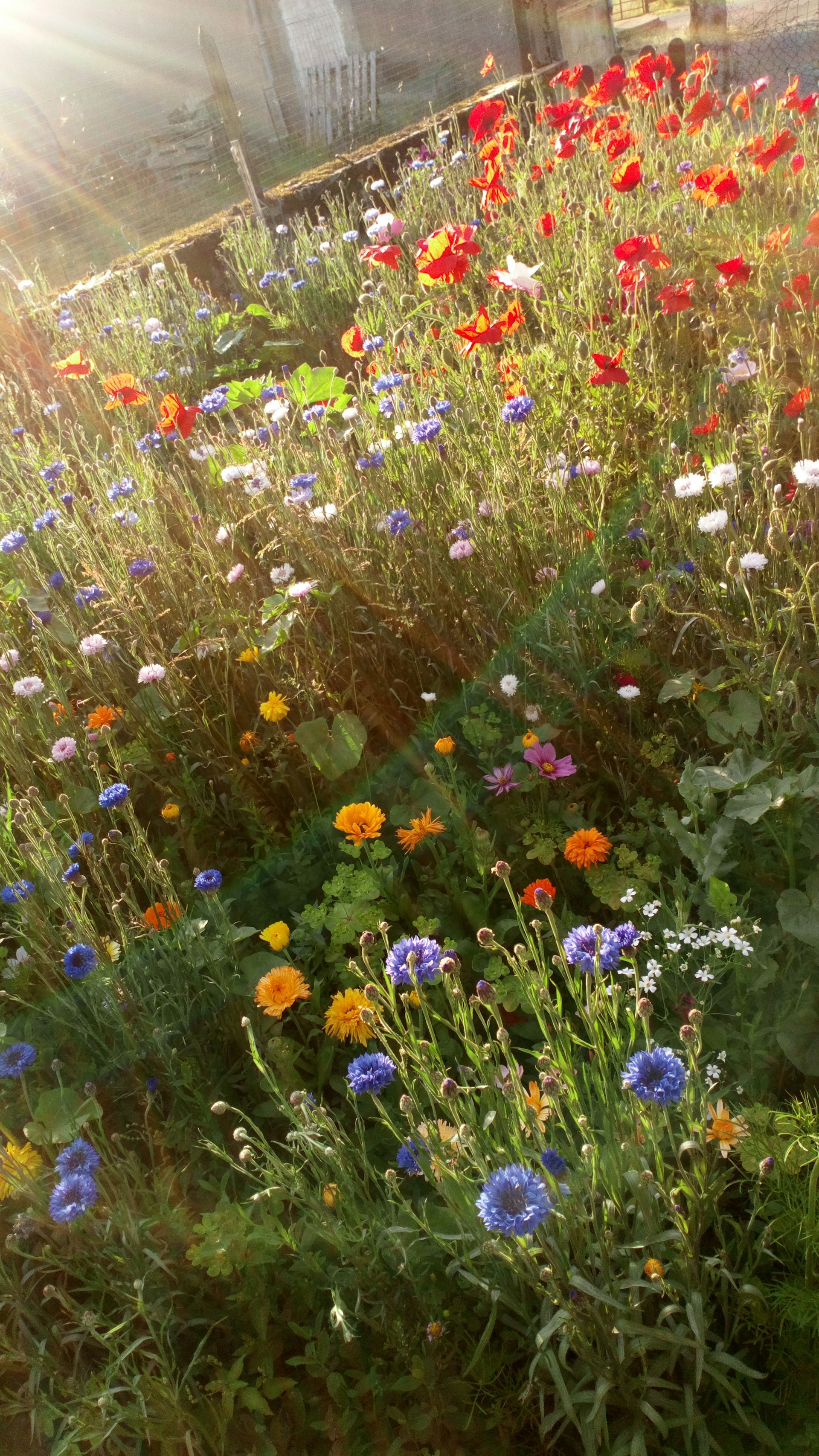 woman wearing yellow long-sleeved dress under white clouds and blue sky during daytime