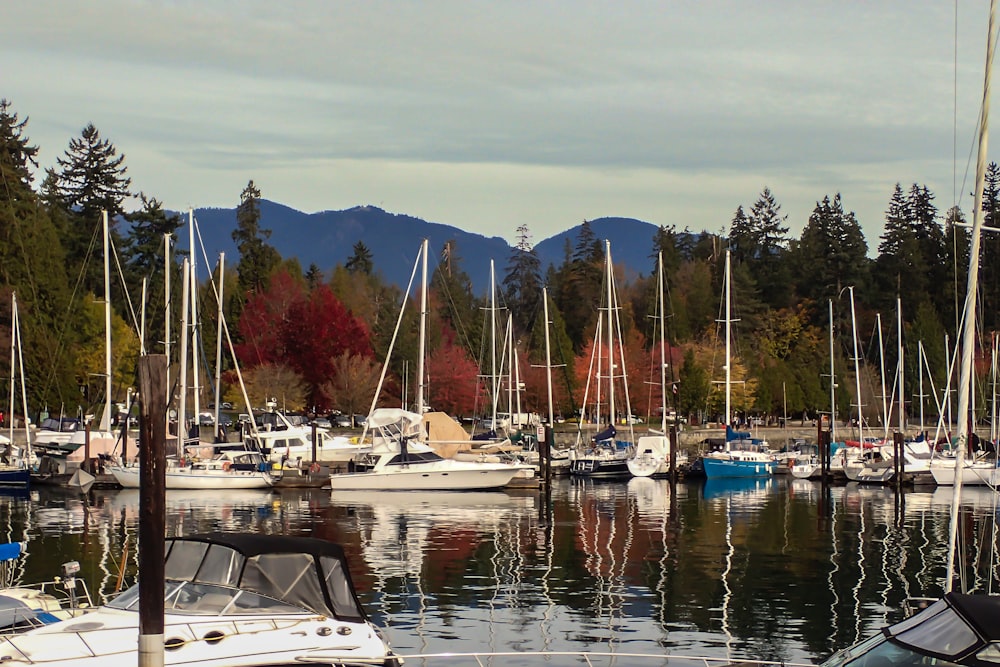 boats parked near trees