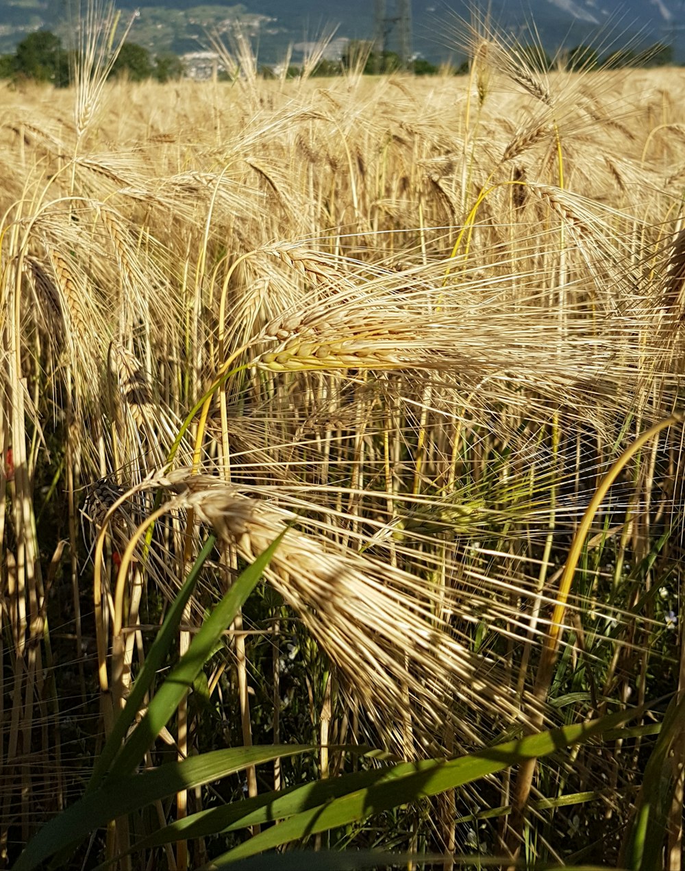 brown wheat field