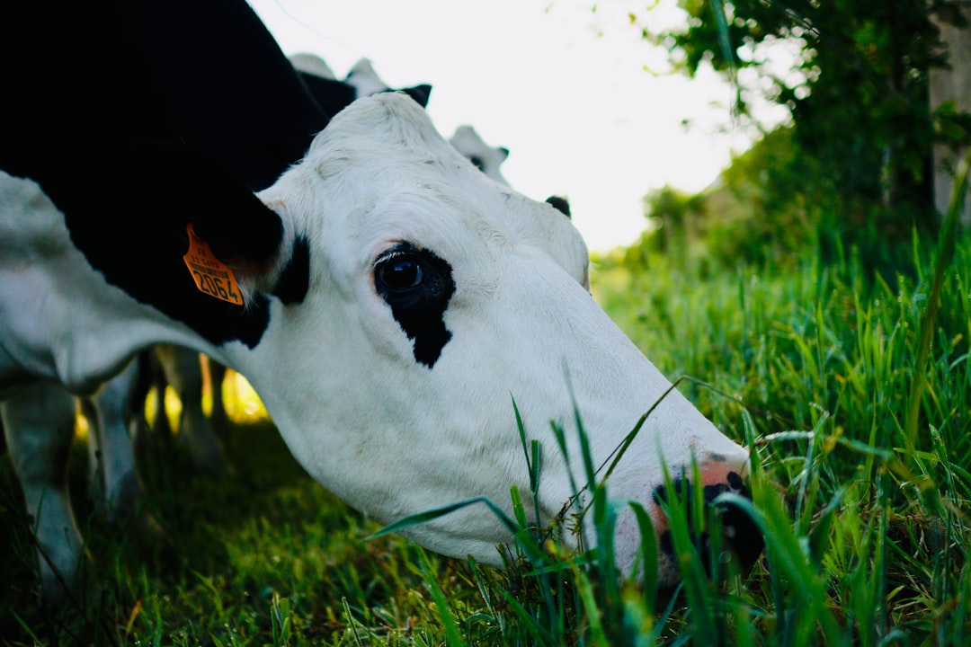 close-up photography of white and black cattle