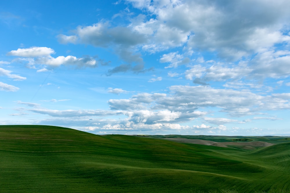 green grass field