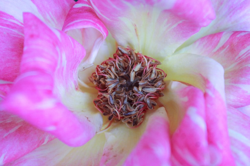 pink-petaled flower on focus photography