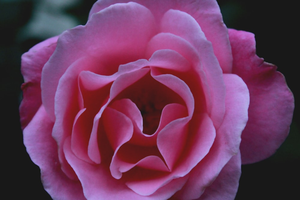 pink flower in bloom