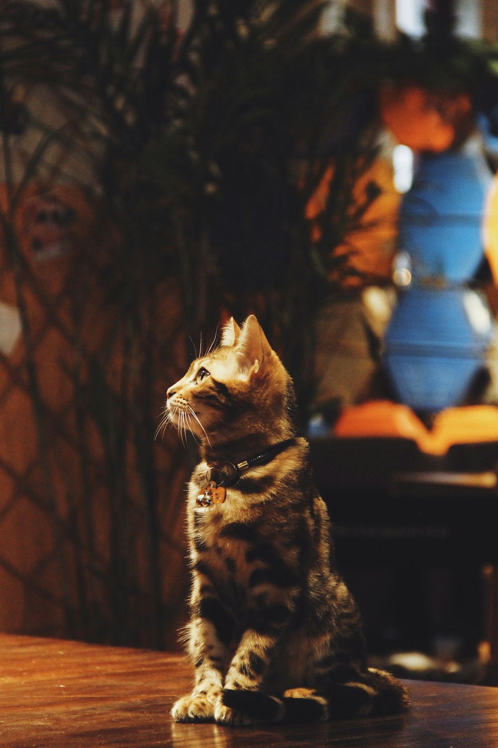 cat sits on brown table