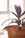 A close-up of a potted plant with broad, dark green leaves. The plant is housed in an orange pot, positioned near a bright window that allows natural light to fill the scene. The soft focus and lighting create a warm and tranquil atmosphere.