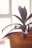 A close-up of a potted plant with broad, dark green leaves. The plant is housed in an orange pot, positioned near a bright window that allows natural light to fill the scene. The soft focus and lighting create a warm and tranquil atmosphere.