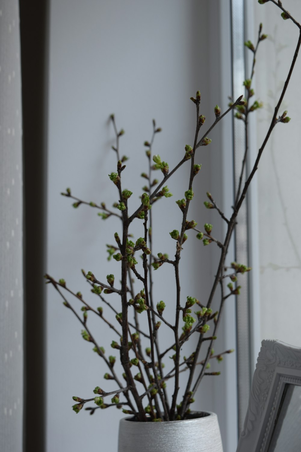 green leaf plant in white vase