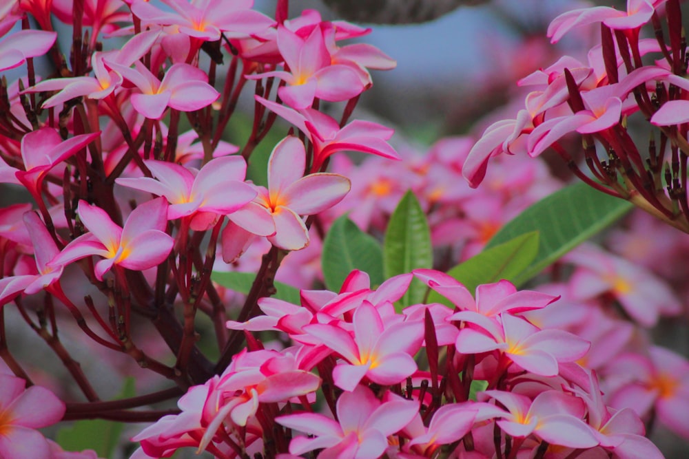 pink petaled flower