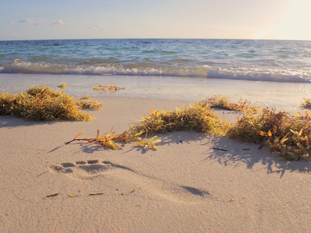 seashore with green sea grass