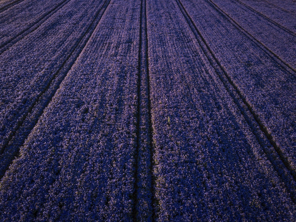 purple flower field