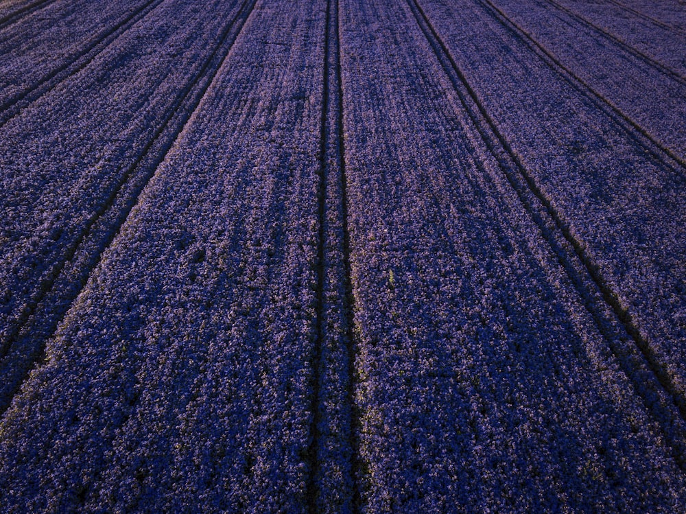 Campo de flores púrpuras