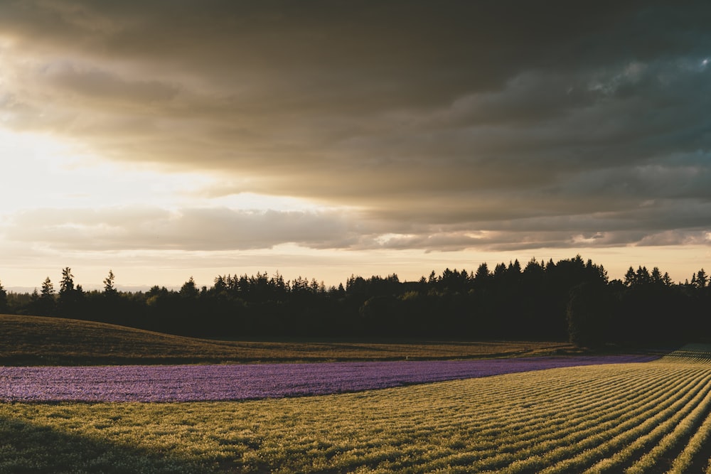 landscape photography green grass field