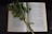 An open book, displaying two pages filled with text in a foreign language, is laid flat. Across the pages, a stem of green leaves and small flowers rests, creating a natural bookmark effect. The background is dark, providing a contrast that highlights the book and botanical elements.