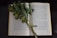 An open book, displaying two pages filled with text in a foreign language, is laid flat. Across the pages, a stem of green leaves and small flowers rests, creating a natural bookmark effect. The background is dark, providing a contrast that highlights the book and botanical elements.