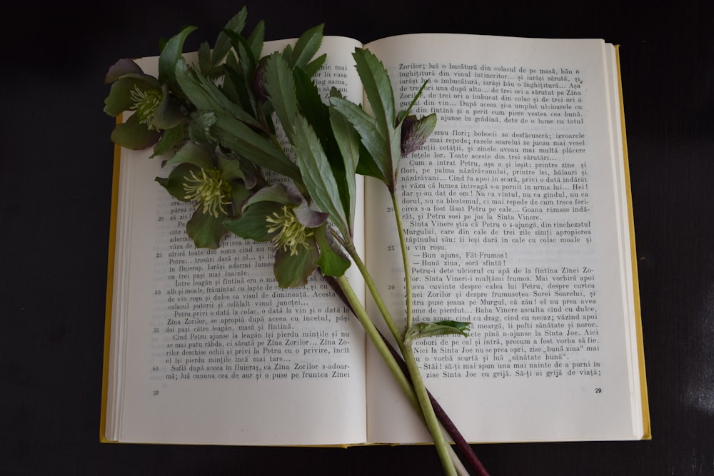 green plant on open book