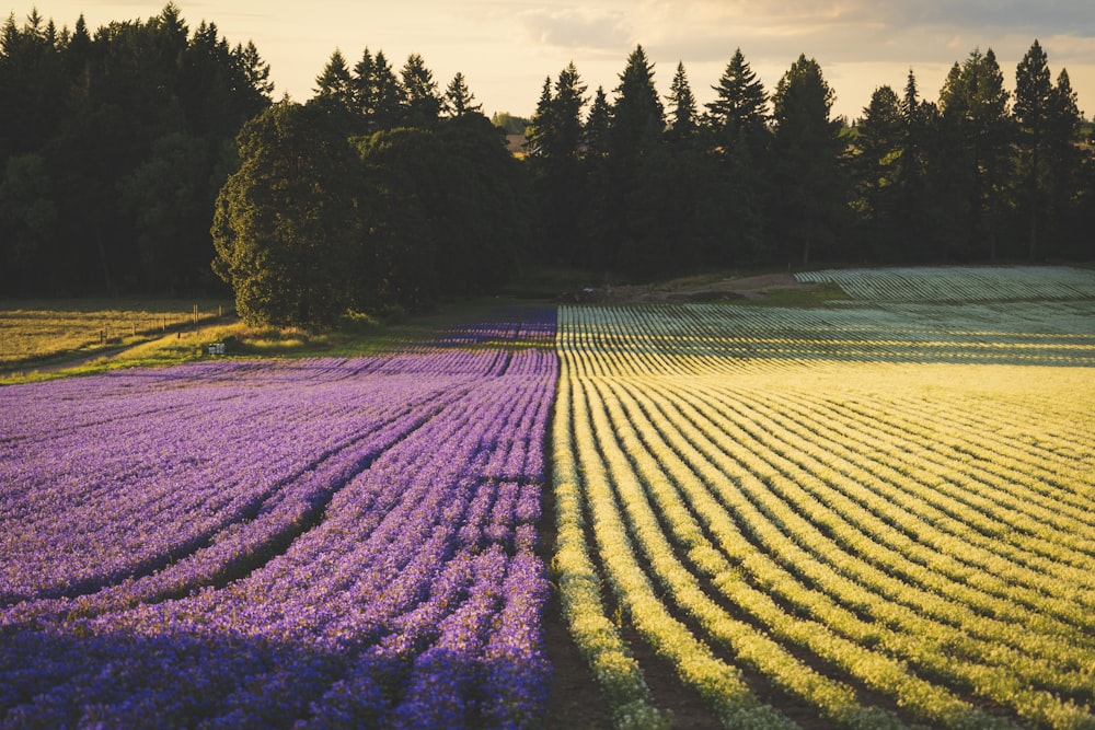 yellow and purple flower field