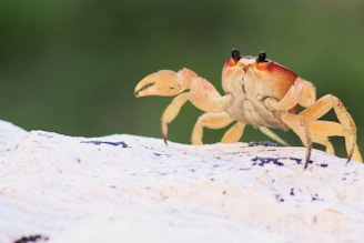 crab on rock