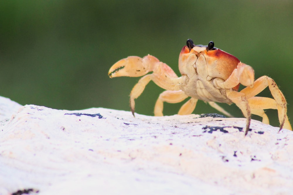 crab on rock