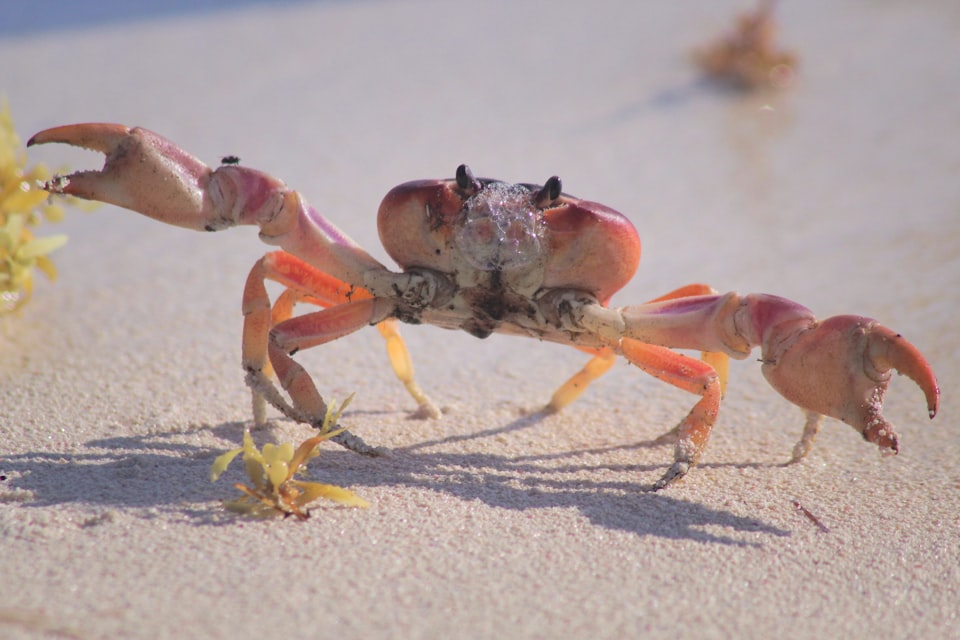 Crab, baby 🦀
