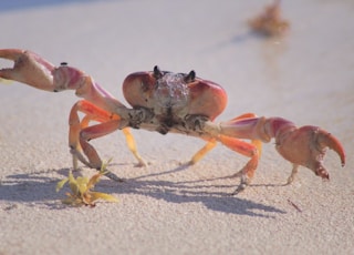 orange crab on focus photography