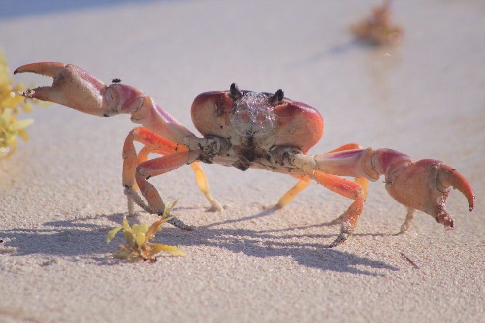 Crabe orange sur la photographie de mise au point