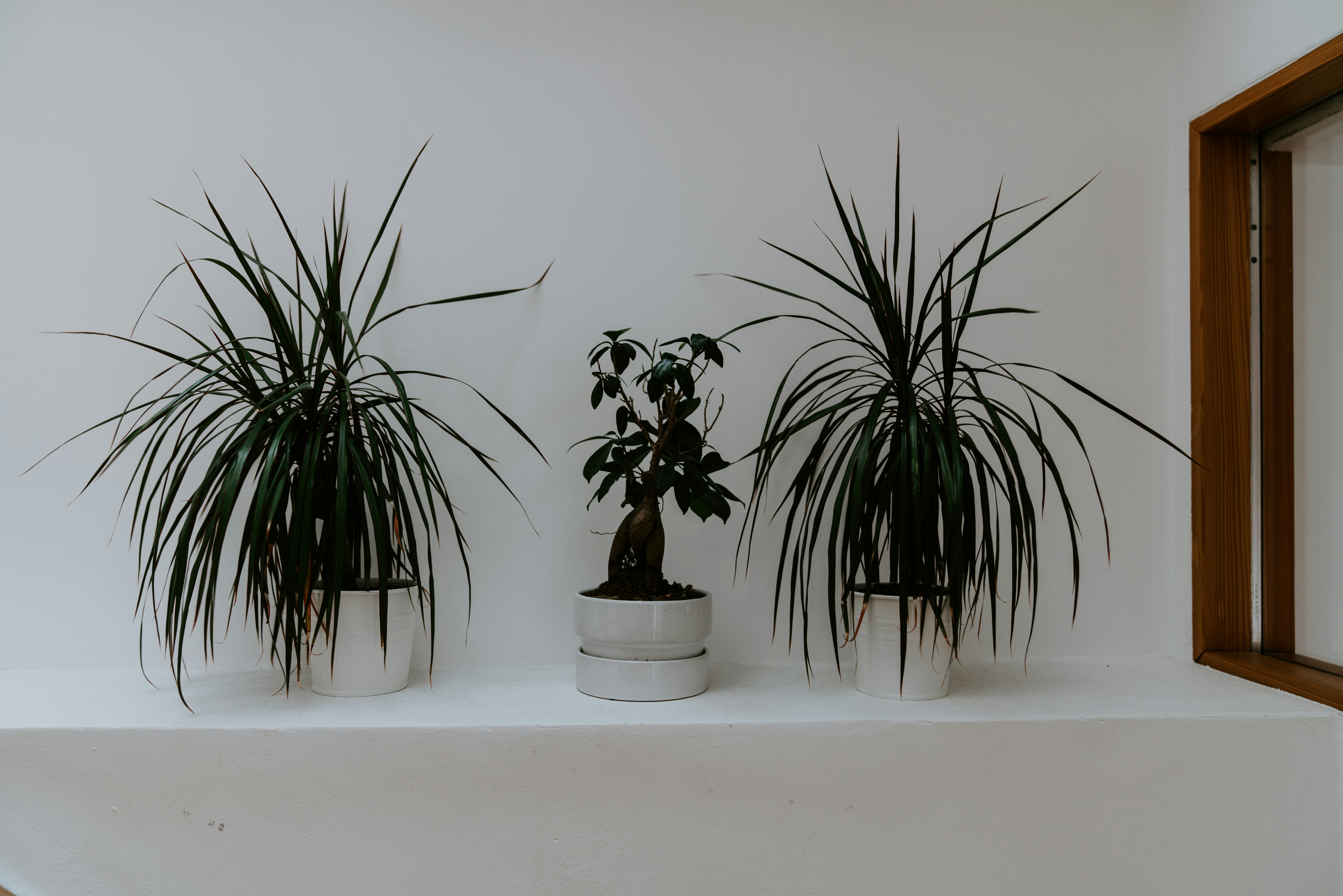 green leafed plants beside wall