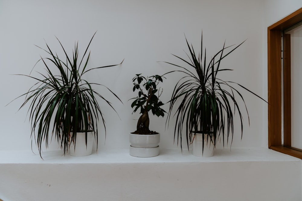 grün belaubte Pflanzen an der Wand