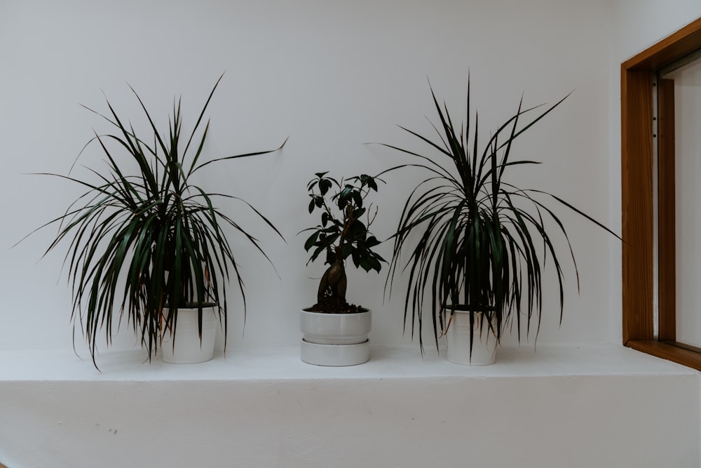 green leafed plants beside wall