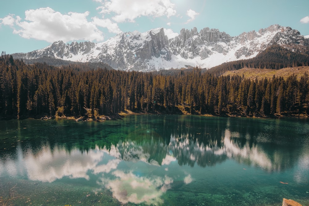 body of water with trees on sides