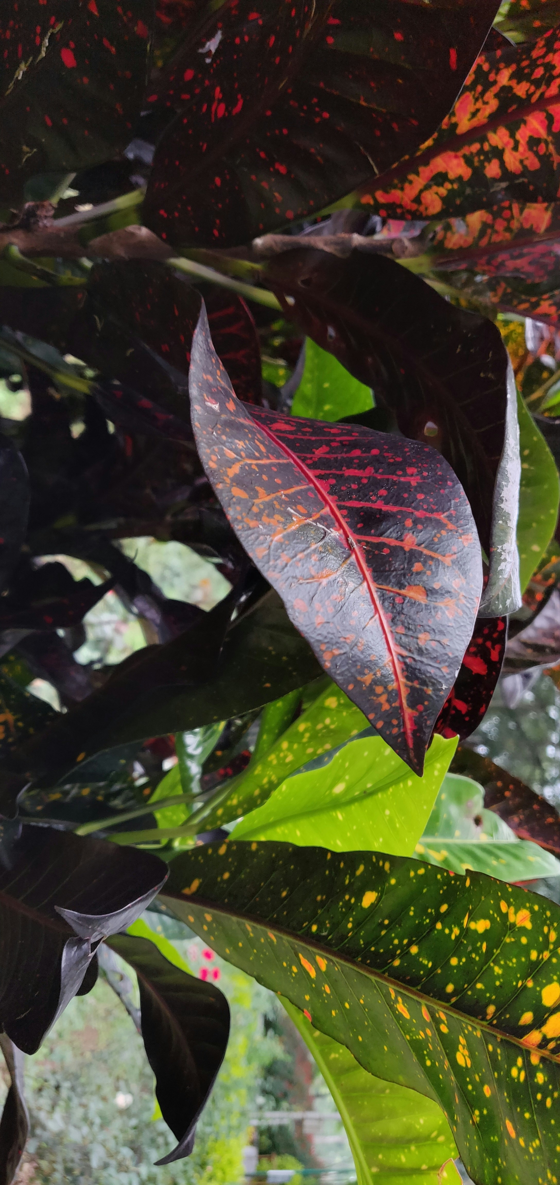 Elegant Croton Plant