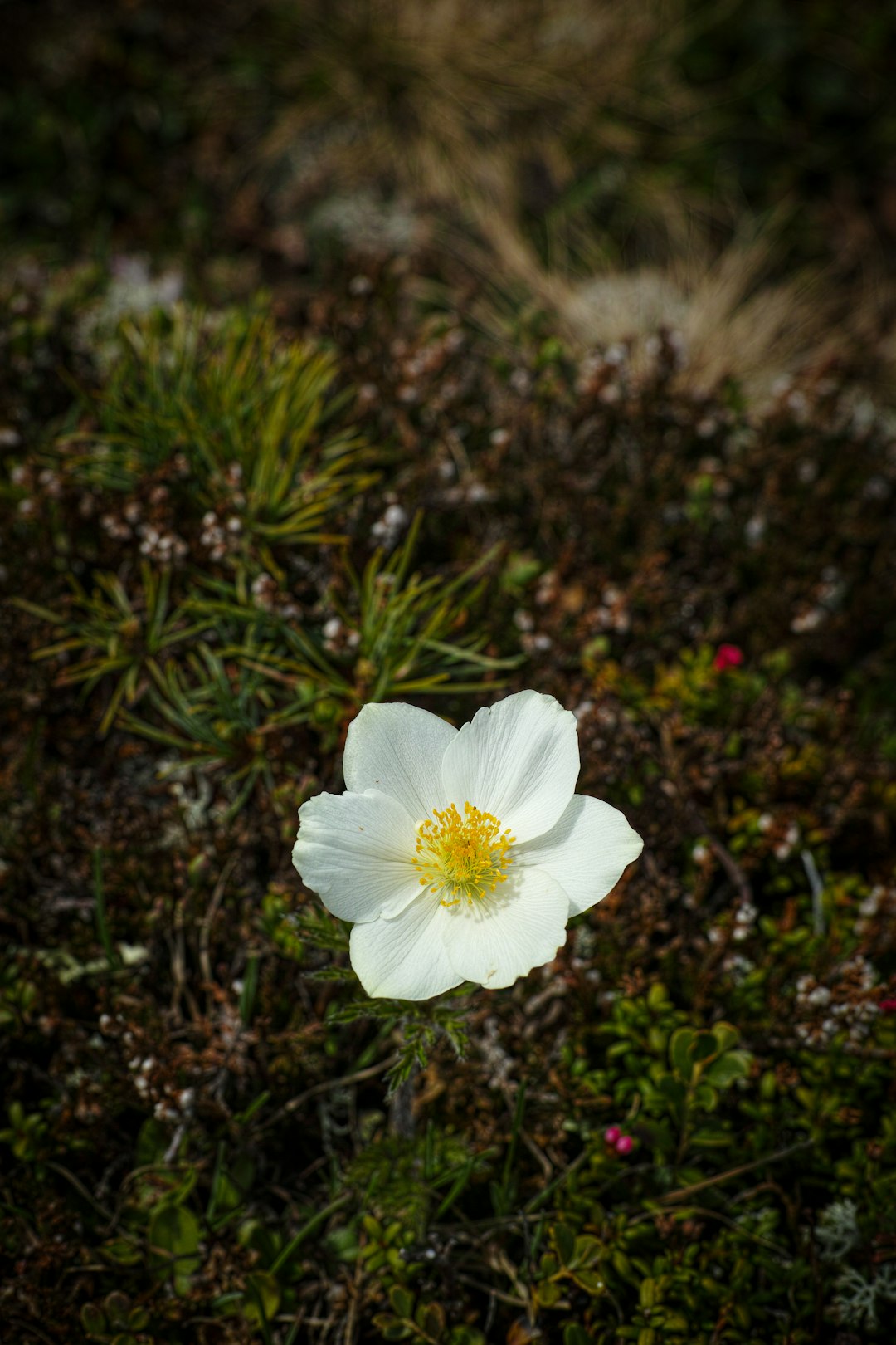 selective focus photography of white flower