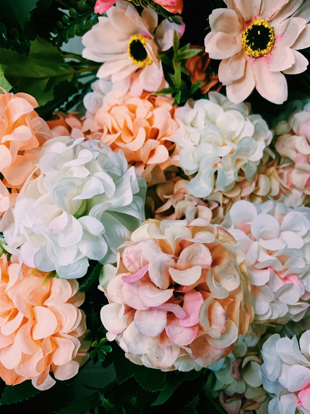 blooming white and beige hydrangea flowers