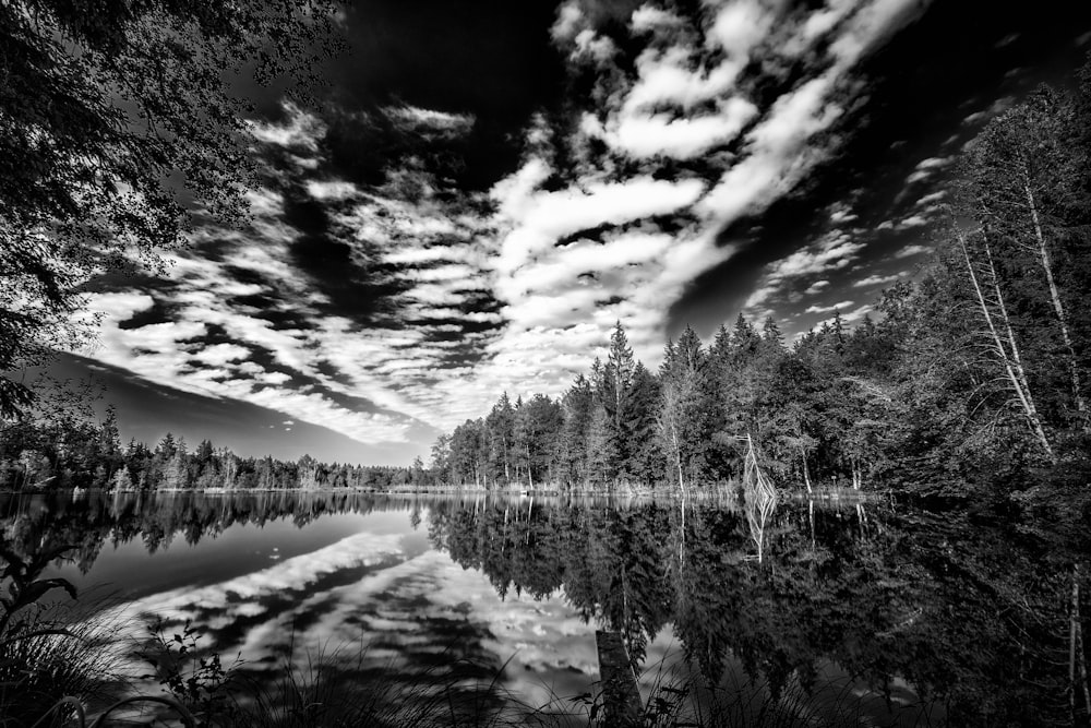 grayscale photo of trees