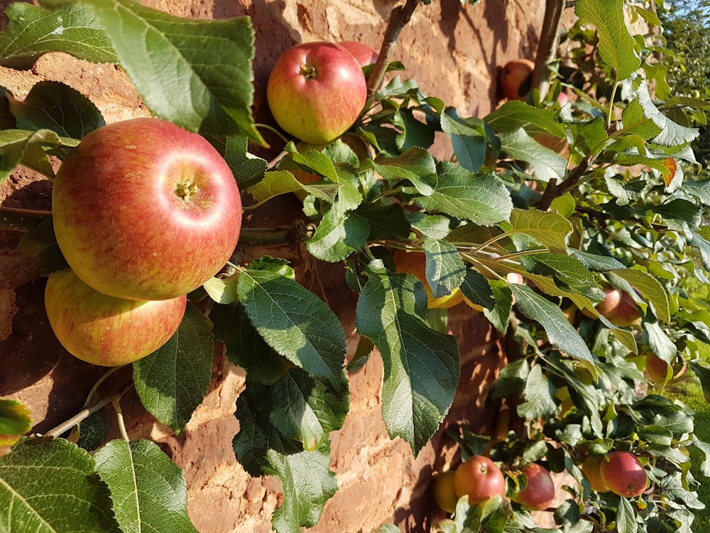 red apples on branch during daytime