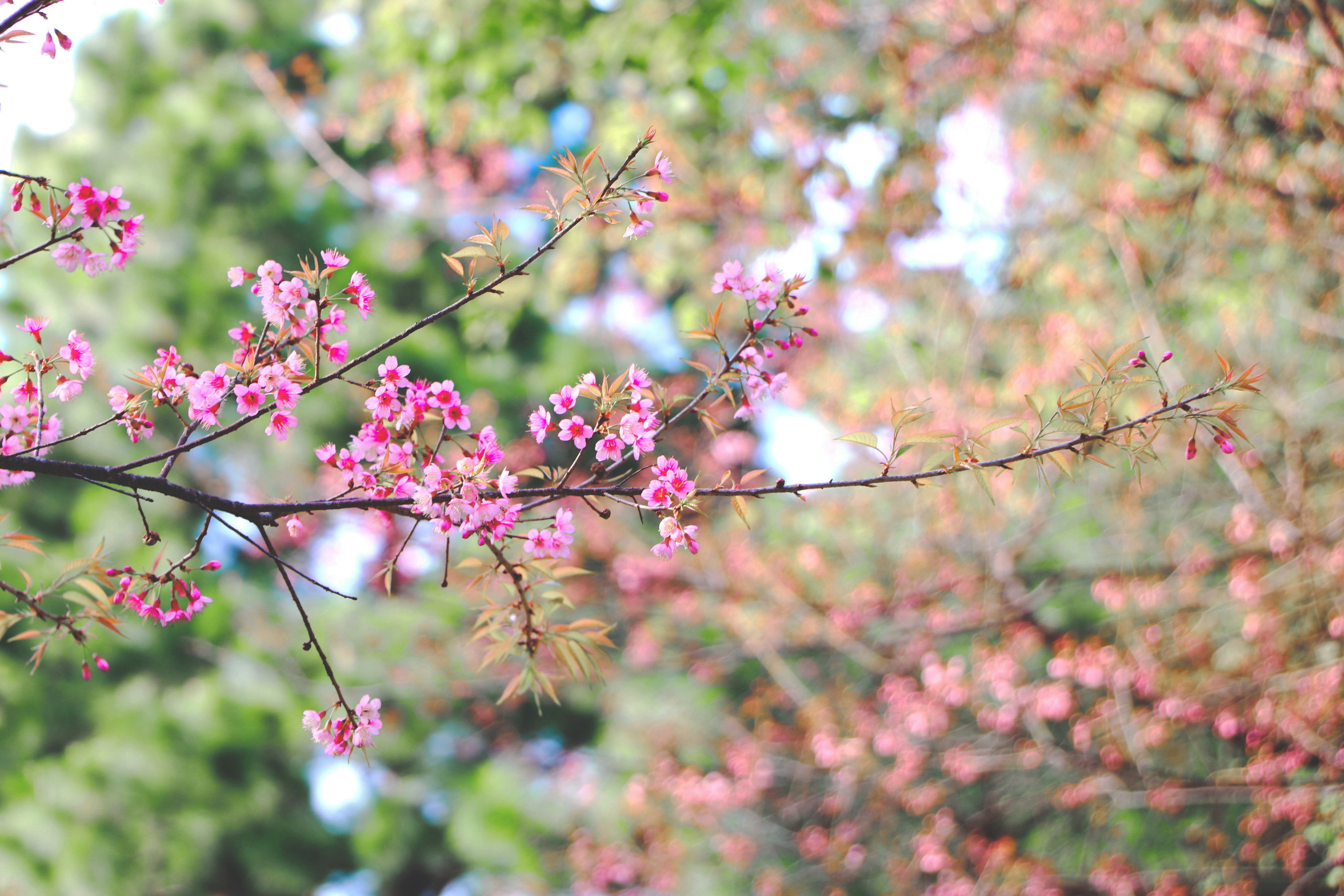 Photo by thaejirapon