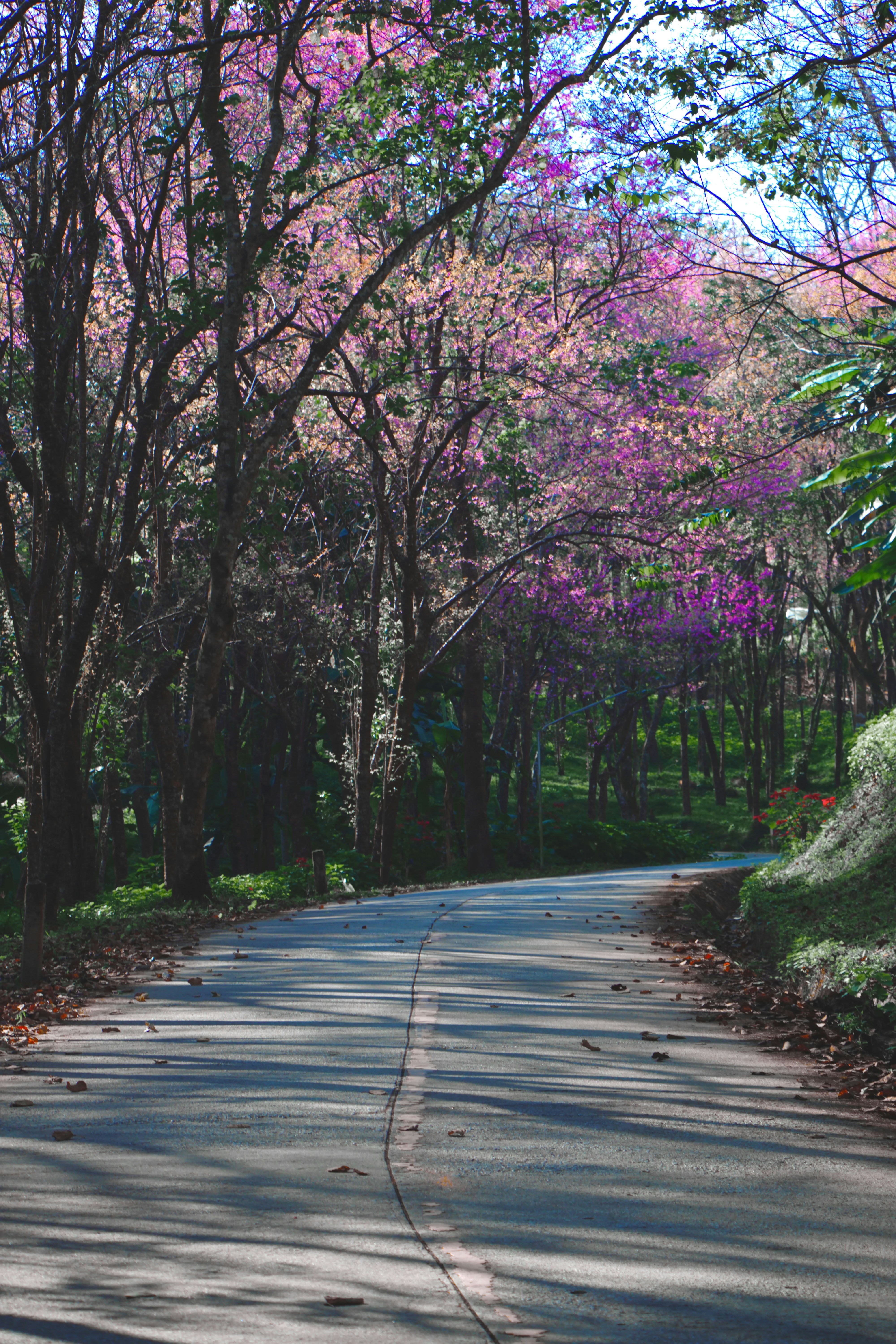 Photo by thaejirapon