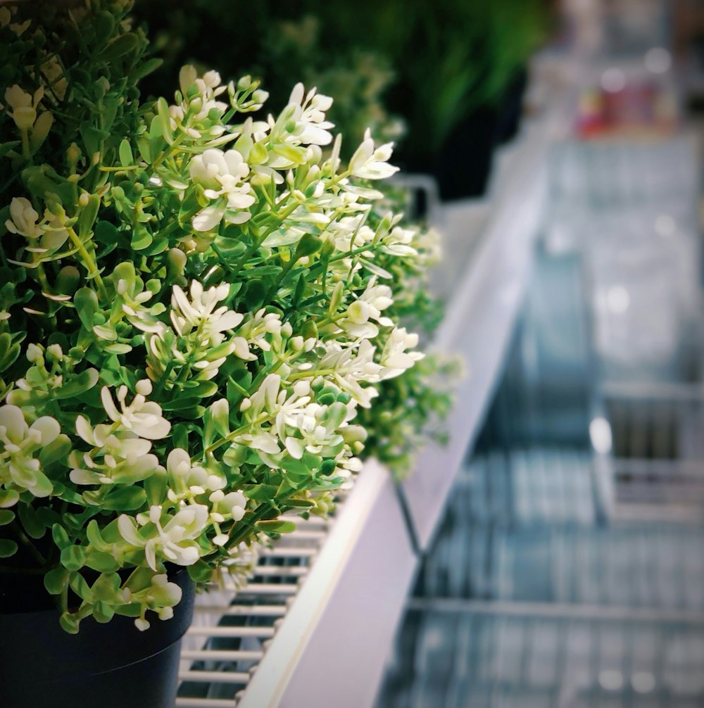 photo de mise au point sélective de fleurs à pétales blancs