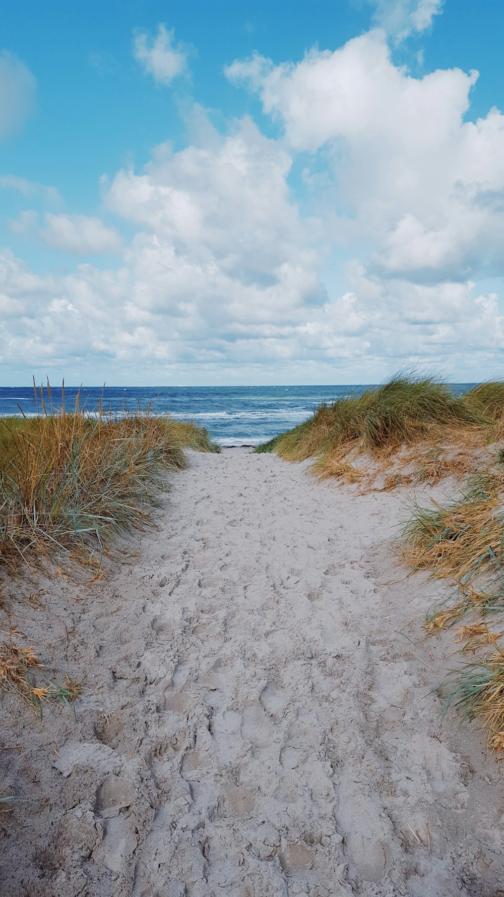 caminho de areia branca entre gramíneas