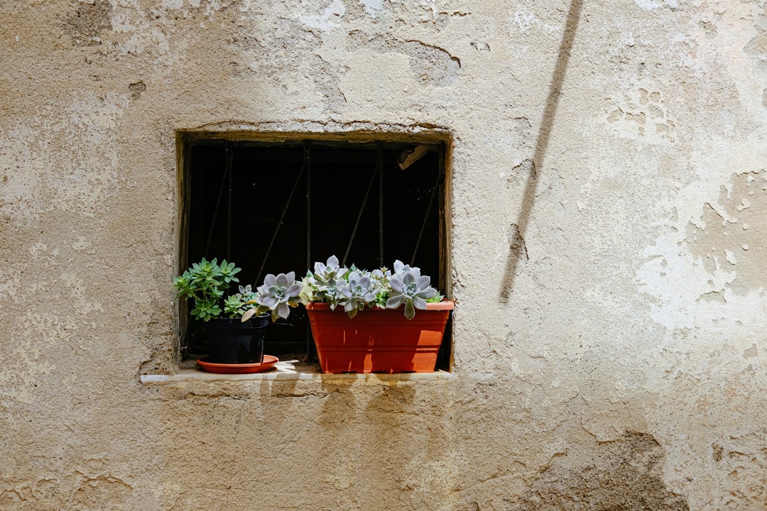 succulent plants in pot on concrete window