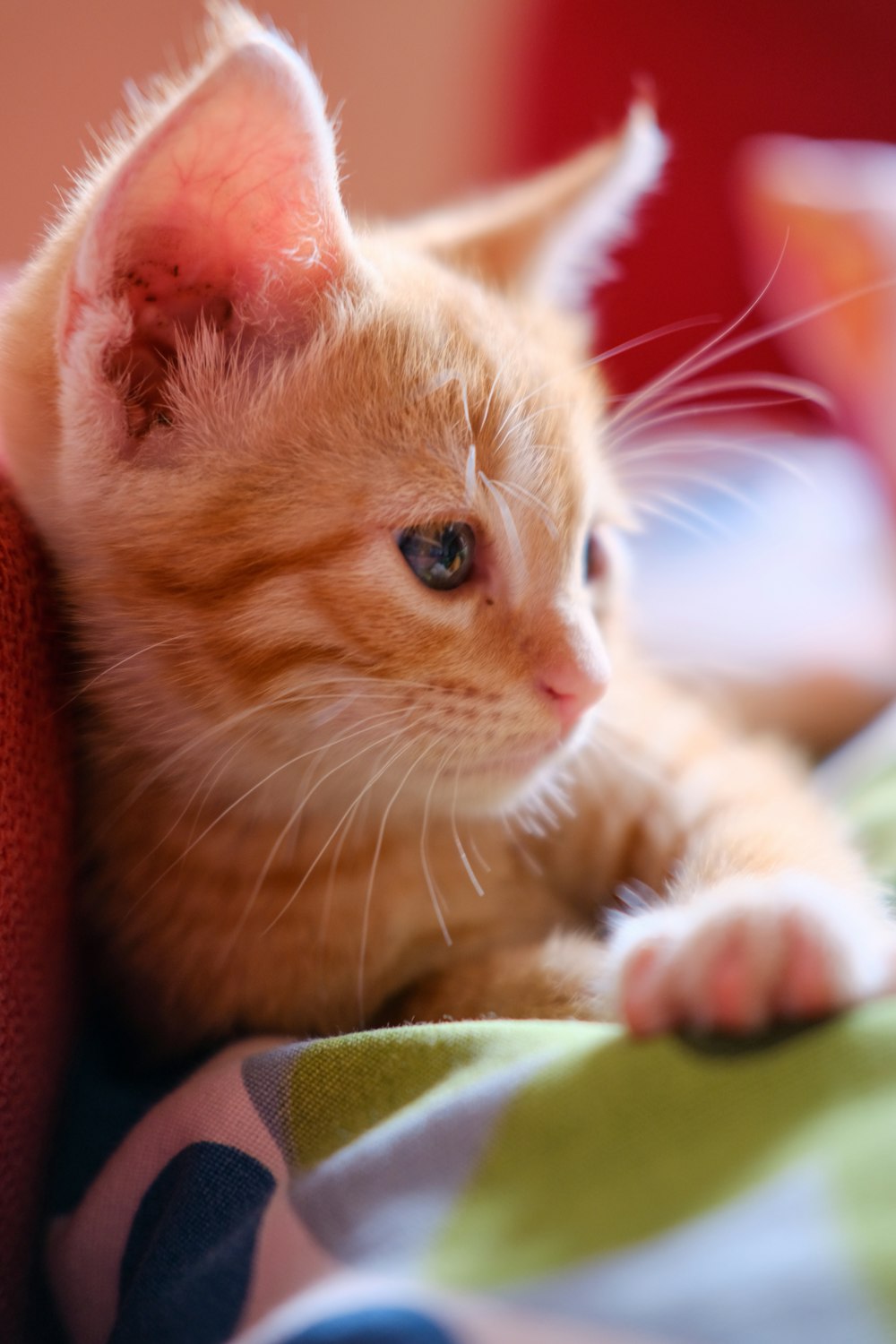 orange tabby kitten on green surface