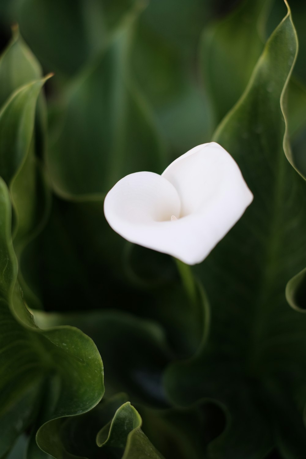 foto de closeup da flor branca